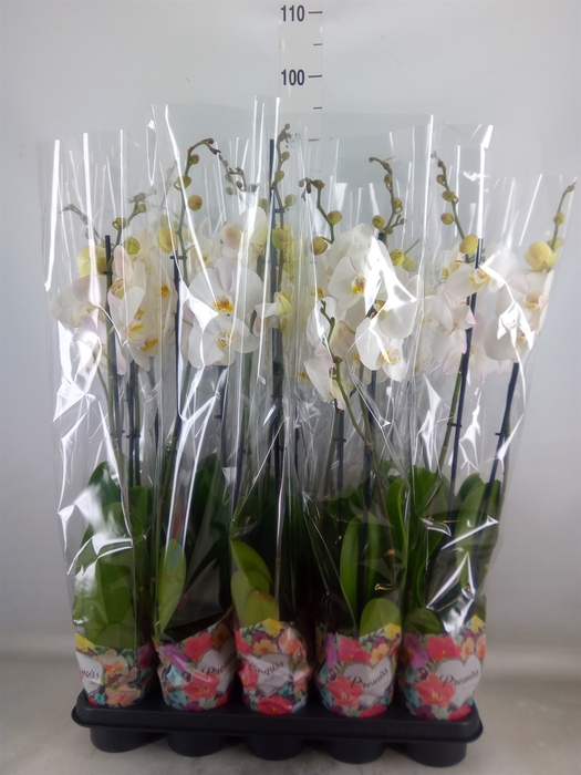 <h4>Phalaenopsis   ...white</h4>