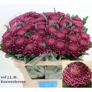 CHR G BIGOUDI PURPLE CHR G BIGOUDI