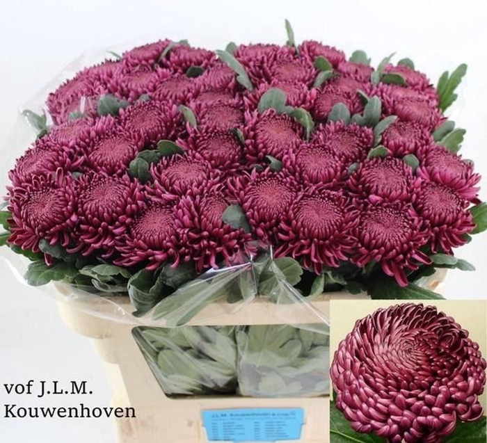 <h4>CHR G BIGOUDI PURPLE CHR G BIGOUDI</h4>