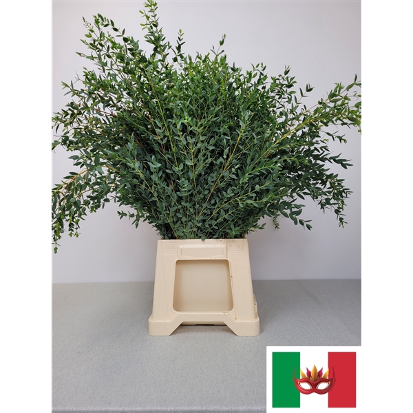 <h4>EUC PARVIFOLIA PB</h4>