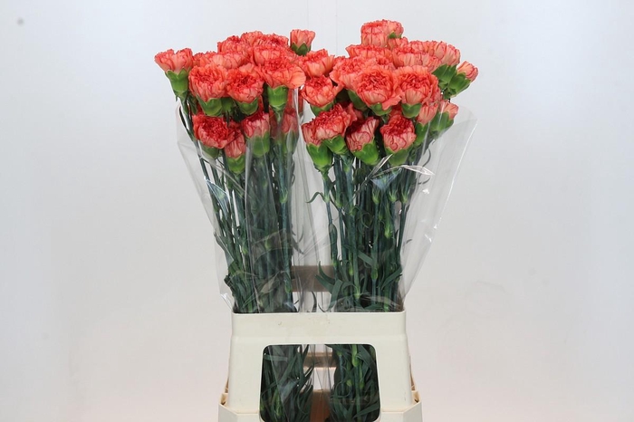 Dianthus St Kalimero