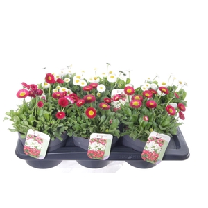 Bellis mix