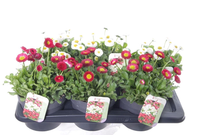 <h4>Bellis mix</h4>
