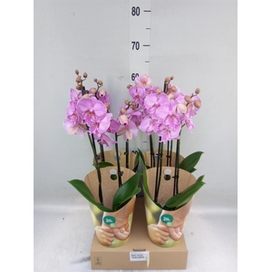 Phalaenopsis   ...rose