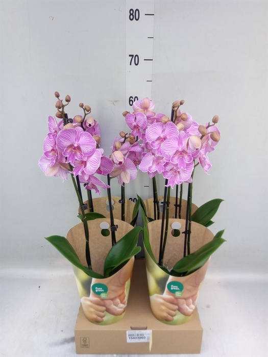 <h4>Phalaenopsis   ...rose</h4>