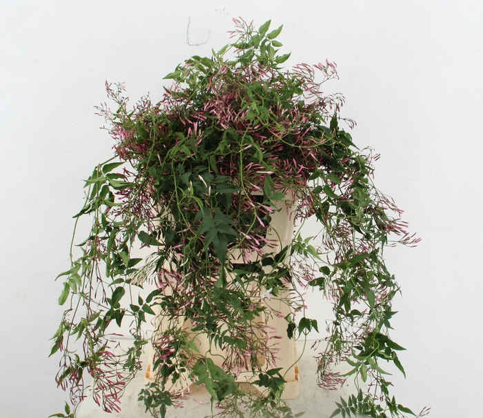 <h4>SNIJBLOEMEN OV</h4>