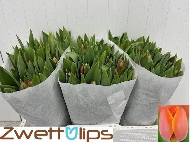 <h4>TU EN AD REM</h4>