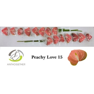 ANTH A PEACHY LOVE 15