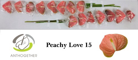<h4>ANTH A PEACHY LOVE 15</h4>