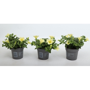 Petunia Famous Yellow