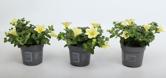 <h4>Petunia Famous Yellow</h4>