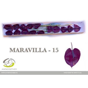 Anthurium Maravilla