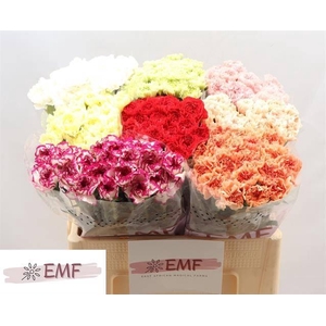 DI ST GEM IN FUST chambre