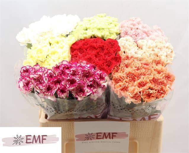 <h4>DI ST GEM IN FUST chambre</h4>