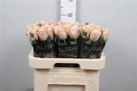 <h4>R Gr Lady Cava+</h4>