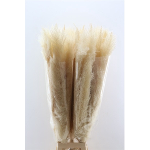 Dried Cortaderia Dadang Bleached 120cm P Stem