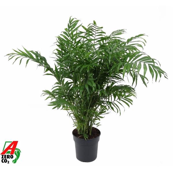 <h4>Chamaedorea elegans</h4>