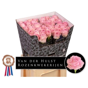 R Gr Zaina Hulst