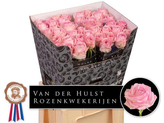 <h4>R Gr Zaina Hulst</h4>