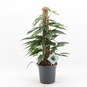 Epipremnum Pinnatum Baltic Blue Mosstok