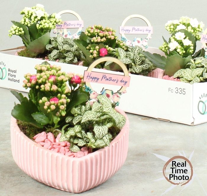 <h4>ARR KAMERPL</h4>