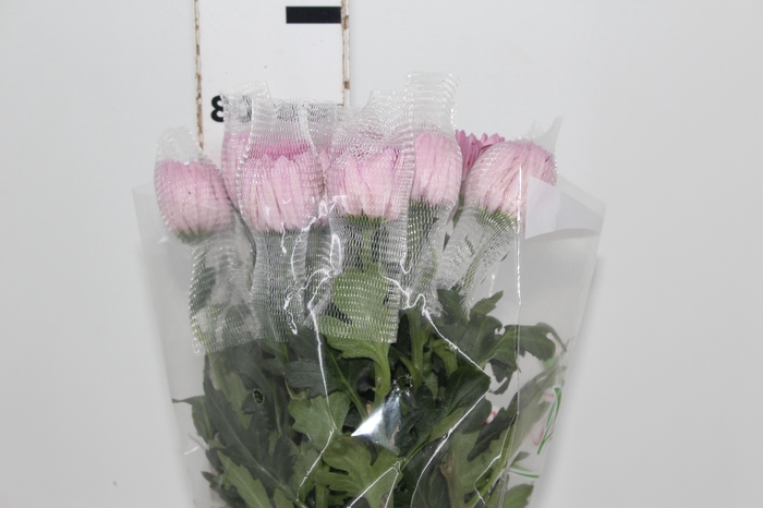 <h4>ANASTASIA BODA 080 CM</h4>