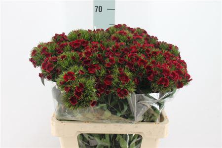 <h4>Di Barb Jolly Bre 60cm X50</h4>