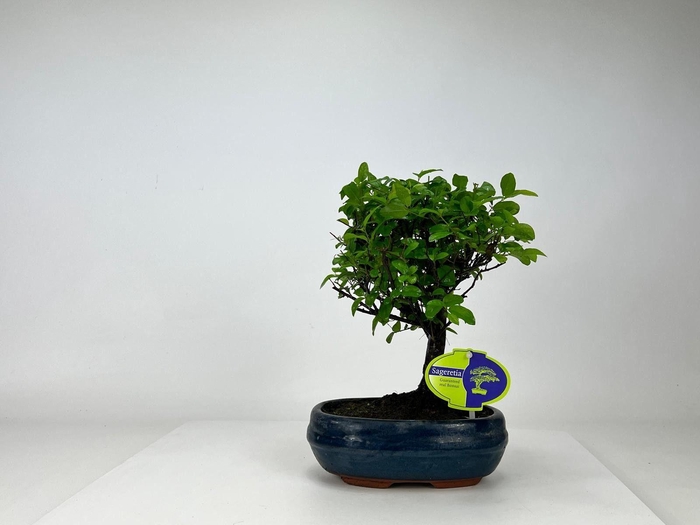 <h4>Sageretia theezans, 19 cm., broom, without driptray</h4>