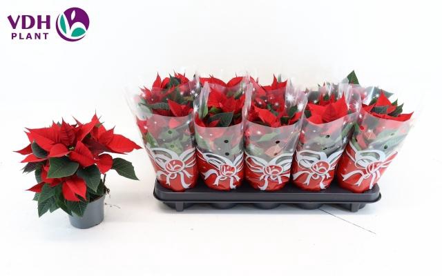 <h4>EUPHOR P CHR F RED</h4>