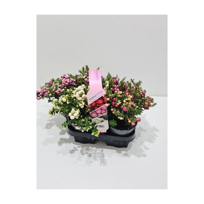 <h4>Gaultheria mucronata 4-pack</h4>