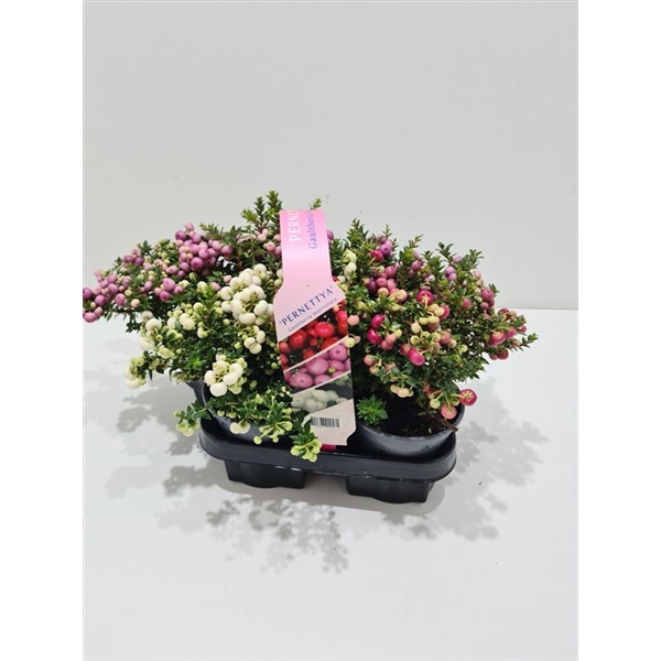 <h4>Gaultheria mucronata 4-pack</h4>