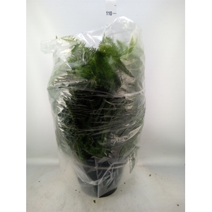 Nephrolepis exal. 'Green Lady'