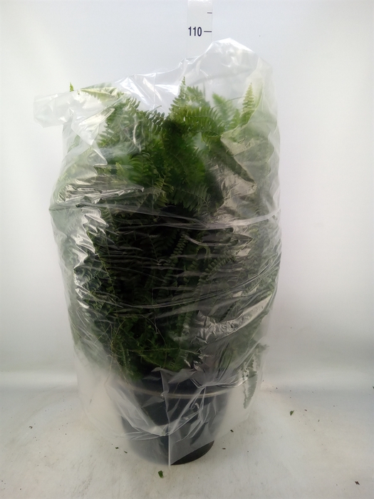 <h4>Nephrolepis exal. 'Green Lady'</h4>