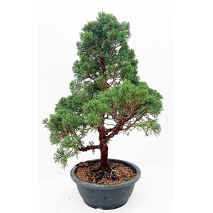 Juniperus chinensis, 23cm., height 60cm, in trainingspot