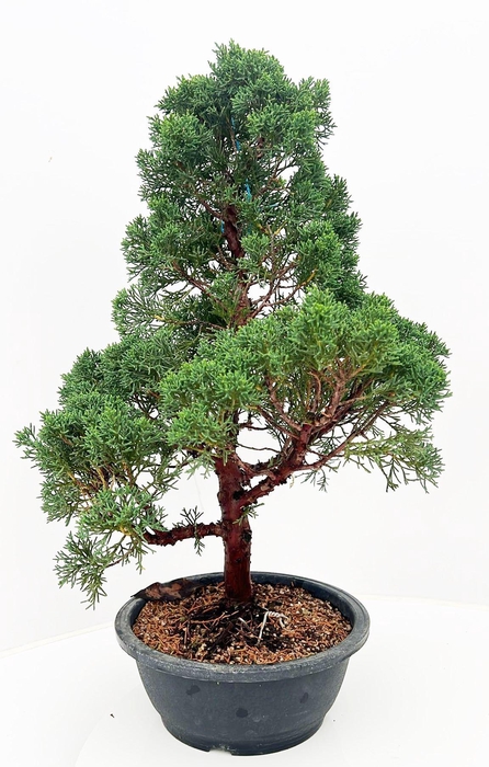 <h4>Juniperus chinensis, 23cm., height 60cm, in trainingspot</h4>