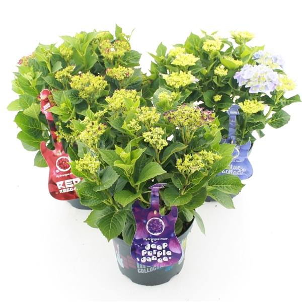 <h4>Hydrangea macr. Music Collection® MIX C5 (23cm.) Kn.</h4>
