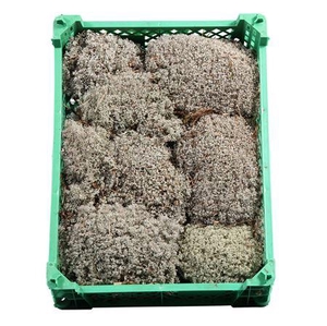 ZILVERMOS PLASTIC