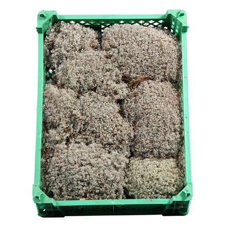 <h4>ZILVERMOS PLASTIC</h4>