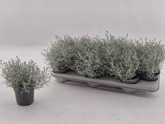 <h4>LEUCOPH BROWNII</h4>