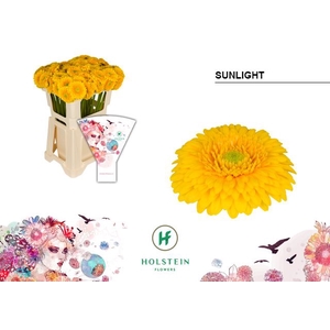 Germini Pomponi Sunlight Water x40