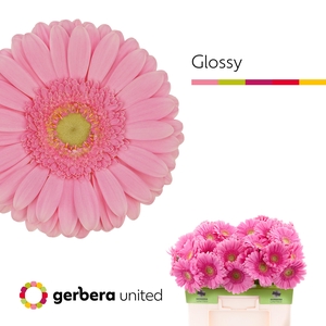 Gerbera Glossy Water