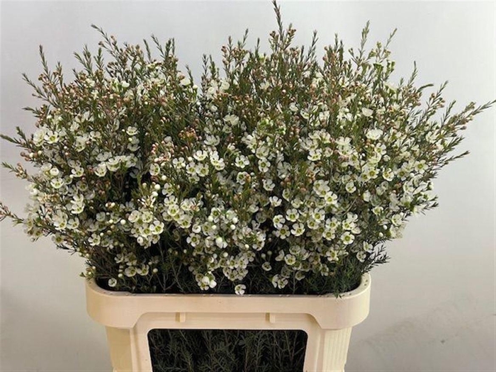 <h4>CHAME ME SIRIUS</h4>