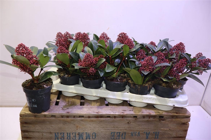 <h4>arr8 Skim J Rubella</h4>