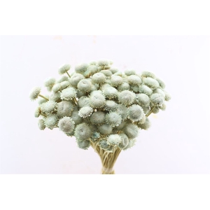 Dried Batao Light Blue P Bunch