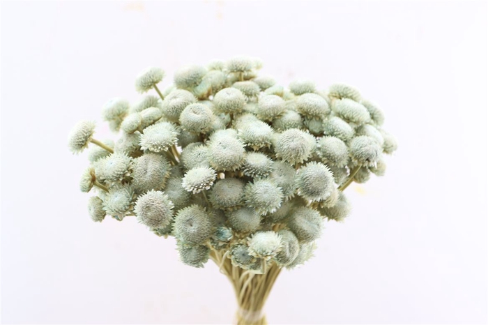 <h4>Dried Batao Light Blue P Bunch</h4>