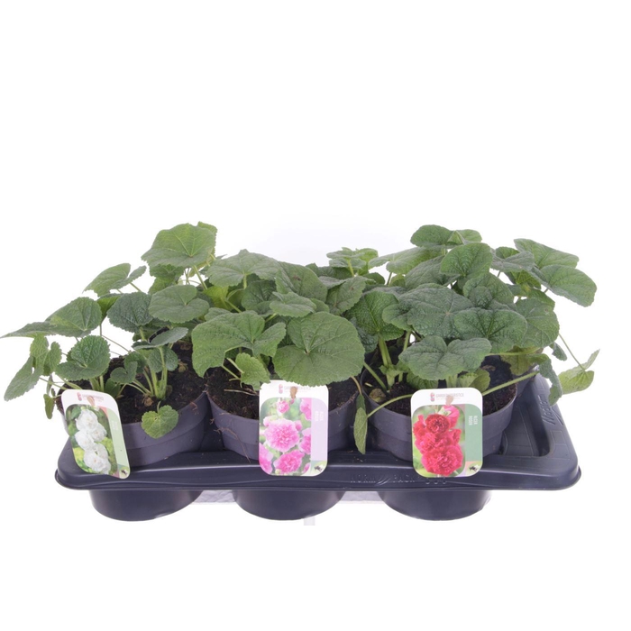 <h4>Alcea rosea Chart. Double Mix</h4>