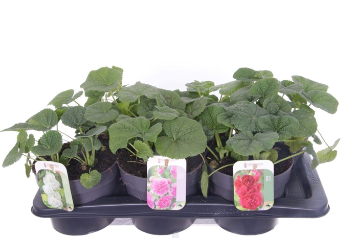 Alcea rosea Chart. Double Mix