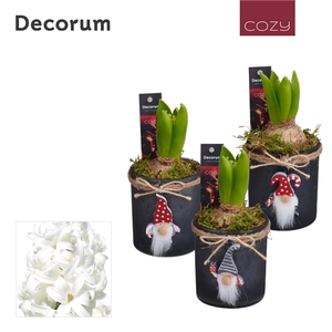 Hyacint Kerstglas met Gnoom HL13146WP [COZY]