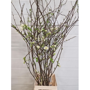 CHAENOMELES APPLE BLOSSOM 080CM