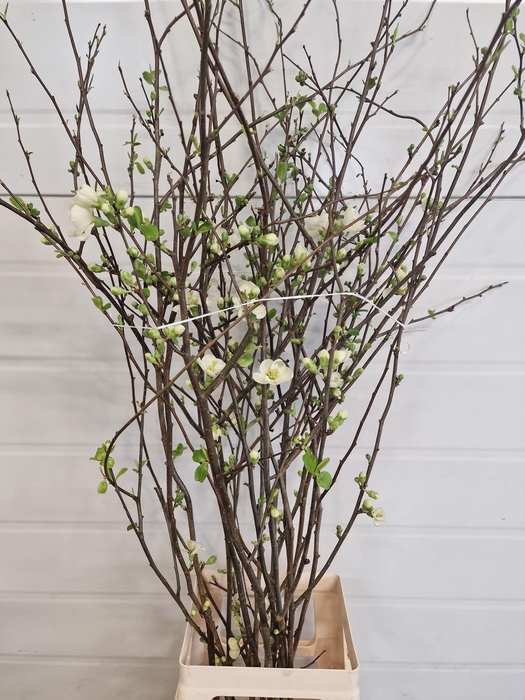 <h4>CHAENOMELES APPLE BLOSSOM 080CM</h4>